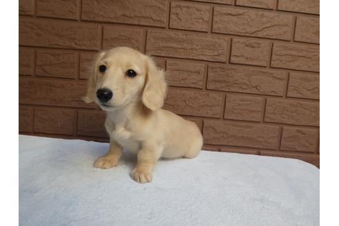 成約済の埼玉県のカニンヘンダックスフンド(ロングヘアード)-115693の1枚目