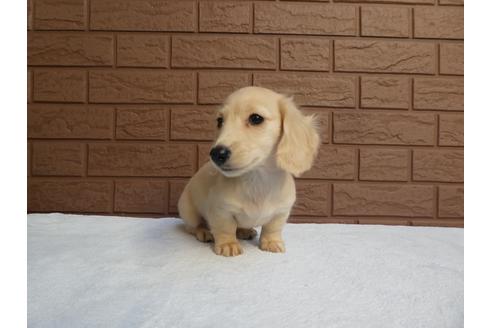 成約済の埼玉県のカニンヘンダックスフンド(ロングヘアード)-115693の3枚目