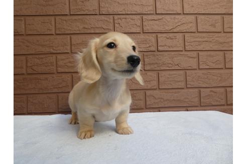 成約済の埼玉県のカニンヘンダックスフンド(ロングヘアード)-115693の2枚目