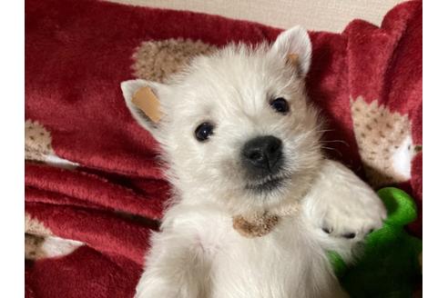 成約済の福岡県のウエストハイランドホワイトテリア(ウエスティ)-120365の1枚目