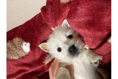 成約済の福岡県のウエストハイランドホワイトテリア(ウエスティ)-120365の7枚目