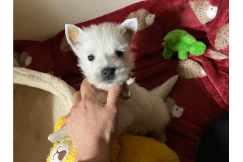 成約済の福岡県のウエストハイランドホワイトテリア(ウエスティ)-120365の6枚目