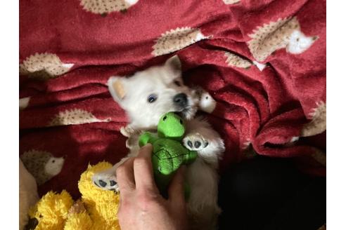 成約済の福岡県のウエストハイランドホワイトテリア(ウエスティ)-120365の5枚目