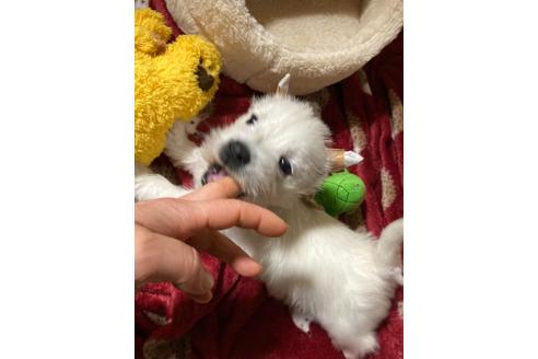 成約済の福岡県のウエストハイランドホワイトテリア(ウエスティ)-120365の4枚目
