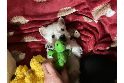 成約済の福岡県のウエストハイランドホワイトテリア(ウエスティ)-120365の3枚目