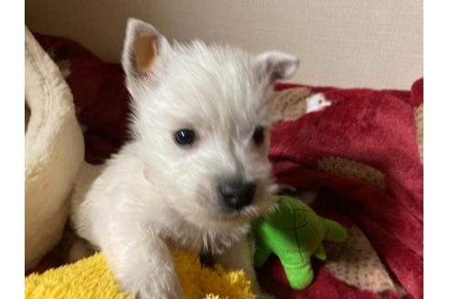 成約済の福岡県のウエストハイランドホワイトテリア(ウエスティ)-120365の2枚目