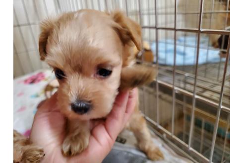 成約済の愛知県のミックス犬-120378