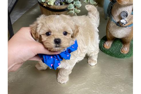 香川県のマルプー 男の子 12 12生まれ 大人気マルプー 癒され顔の完璧くん 彡 子犬id 1379 ブリーダーナビ