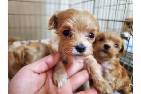 成約済の愛知県のミックス犬-120385の1枚目