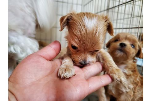 成約済の愛知県のミックス犬-120385の4枚目