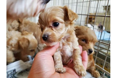 成約済の愛知県のミックス犬-120385の3枚目