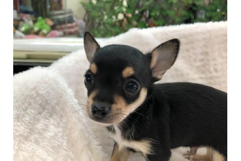 成約済の京都府のチワワ(スムースコート)-120410の5枚目
