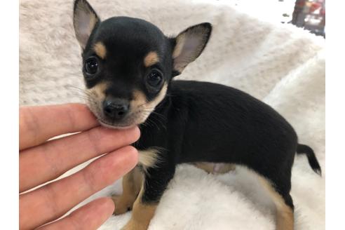 成約済の京都府のチワワ(スムースコート)-120410の3枚目