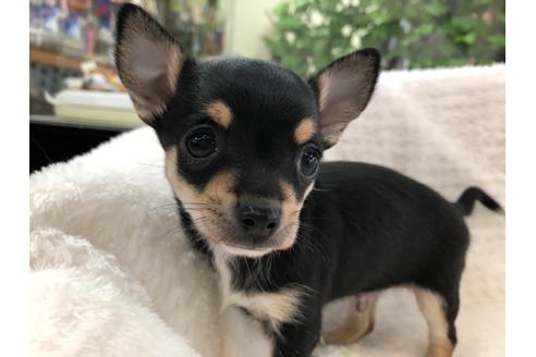 成約済の京都府のチワワ(スムースコート)-120410の4枚目