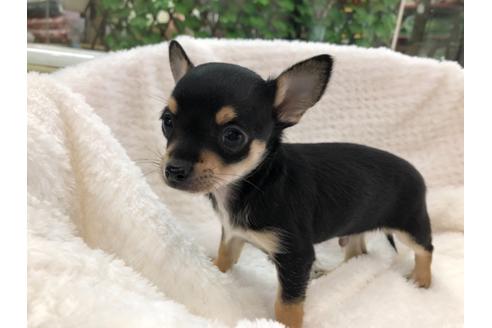 成約済の京都府のチワワ(スムースコート)-120410の2枚目