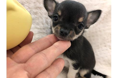 成約済の京都府のチワワ(スムースコート)-120429