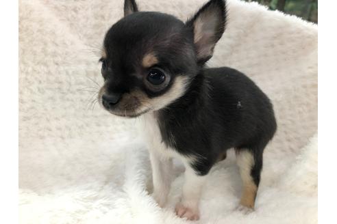 成約済の京都府のチワワ(スムースコート)-120429の5枚目