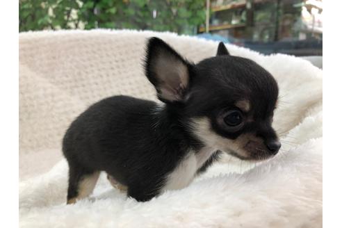 成約済の京都府のチワワ(スムースコート)-120429の3枚目