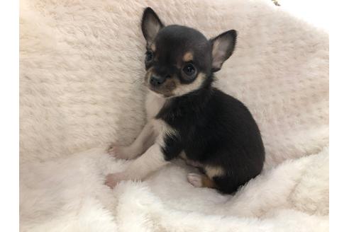 成約済の京都府のチワワ(スムースコート)-120429の2枚目