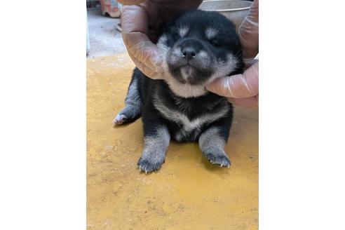 成約済の広島県の柴犬-120433の1枚目