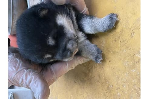 成約済の広島県の柴犬-120433の3枚目
