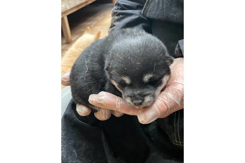 成約済の広島県の柴犬-120433の2枚目
