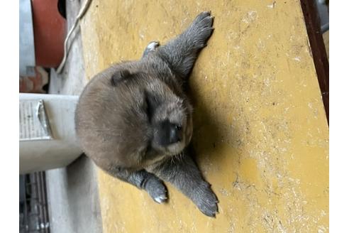 成約済の広島県の柴犬-120434の2枚目