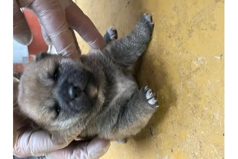 成約済の広島県の柴犬-120435
