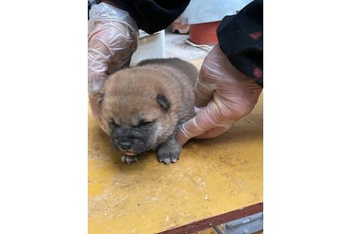成約済の広島県の柴犬-120435の2枚目