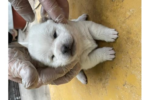 成約済の広島県の柴犬-120436の3枚目