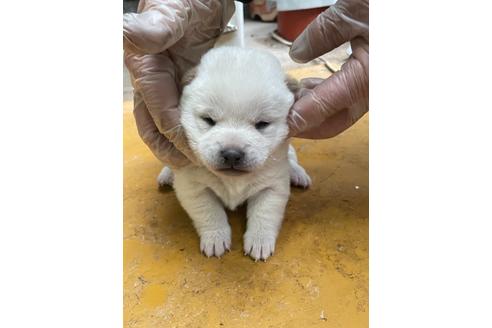 成約済の広島県の柴犬-120436の2枚目