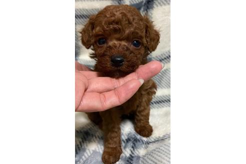 成約済の岡山県のタイニープードル-120437の12枚目