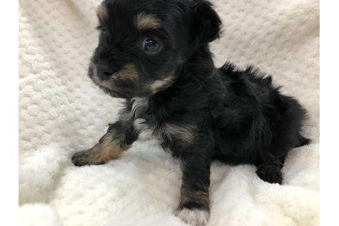 成約済の京都府のチワプー:チワワ×トイプードル-120439の1枚目