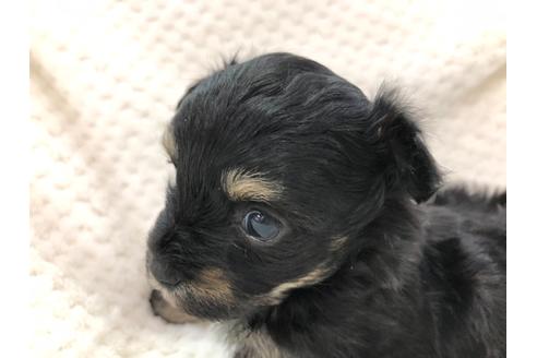 成約済の京都府のチワプー:チワワ×トイプードル-120439の5枚目