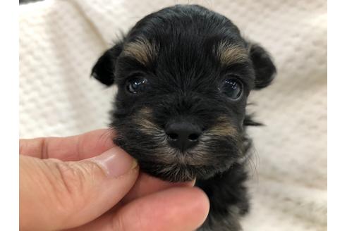 成約済の京都府のチワプー:チワワ×トイプードル-120439の4枚目