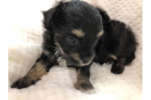 成約済の京都府のチワプー:チワワ×トイプードル-120439の3枚目