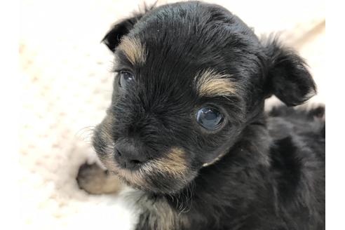 成約済の京都府のチワプー:チワワ×トイプードル-120439の2枚目