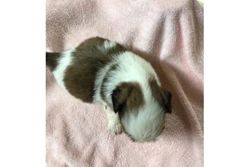 成約済の愛媛県のシーズー-120440の2枚目