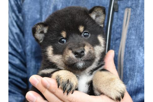 成約済の愛知県の柴犬-117058の1枚目