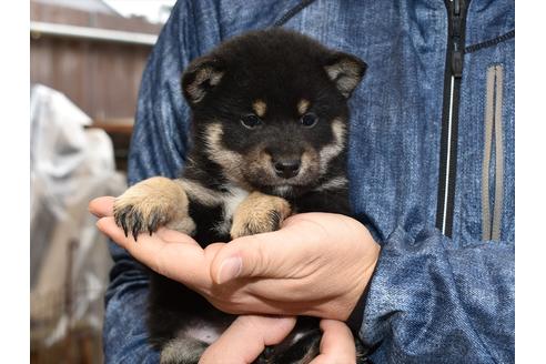 成約済の愛知県の柴犬-117058の5枚目