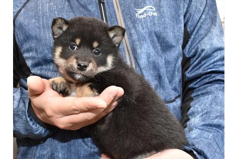 成約済の愛知県の柴犬-117058の4枚目