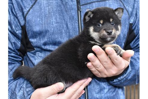 成約済の愛知県の柴犬-117058の3枚目