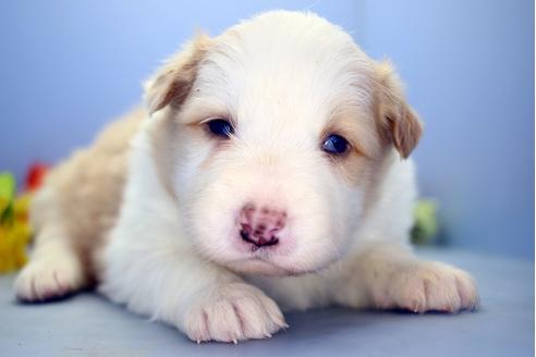 成約済の静岡県のボーダーコリー-120450の5枚目