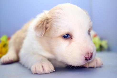 成約済の静岡県のボーダーコリー-120450の4枚目