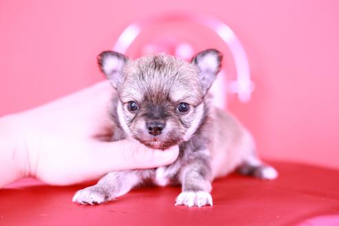 成約済の愛知県のチワワ(ロングコート)-116377の2枚目