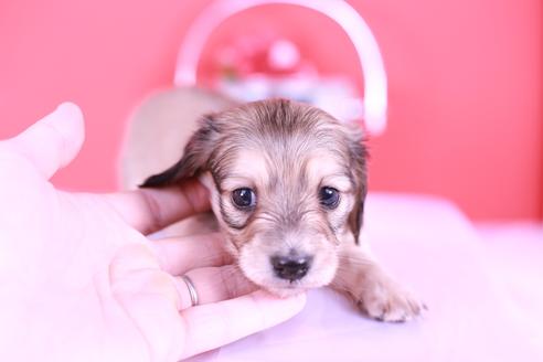 成約済の愛知県のカニンヘンダックスフンド(ロングヘアード)-120463の2枚目