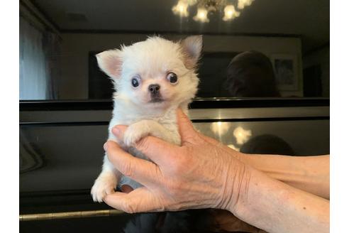 成約済の福岡県のチワワ(ロングコート)-120480の1枚目