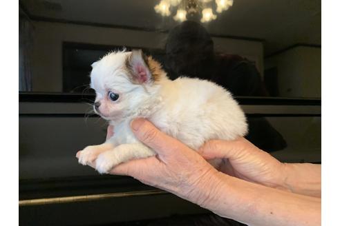 成約済の福岡県のチワワ(ロングコート)-120480の3枚目