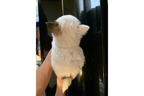 成約済の福岡県のチワワ(ロングコート)-120480の2枚目