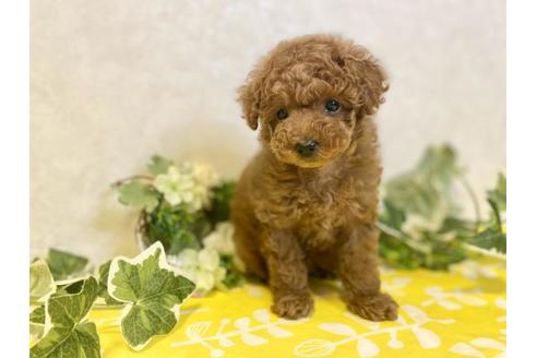 成約済の大阪府のトイプードル-120485の1枚目